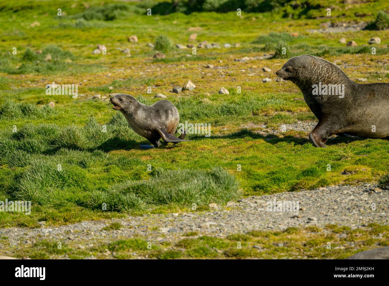 A territorial Antarctic fur seal (Arctocephalus gazella) male is ...