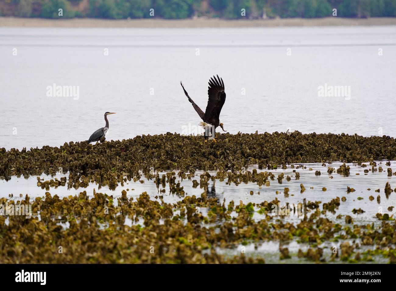 Eagle and a Crane (Gruidae), Hood Canal, Washington, USA Stock Photo