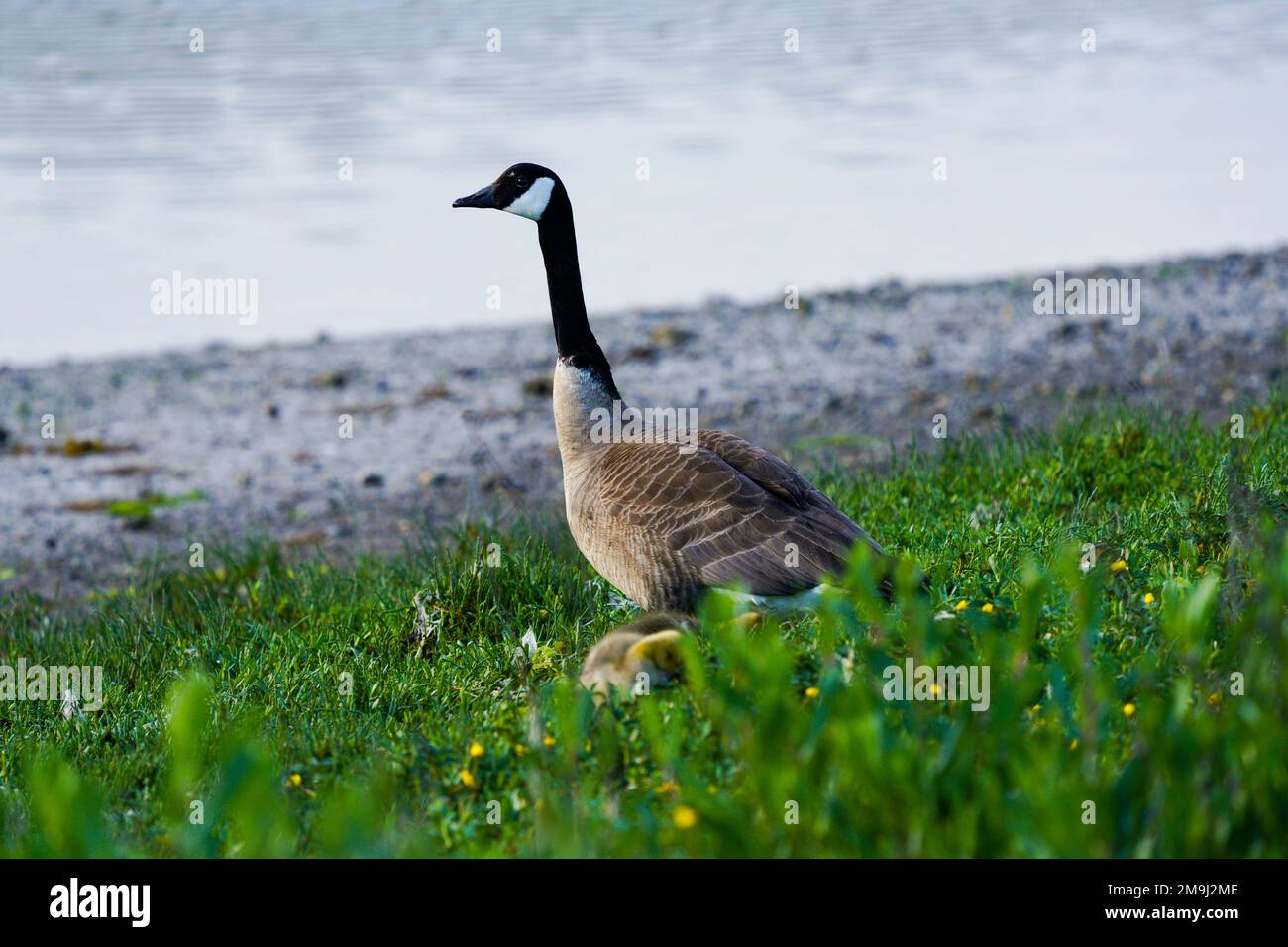 Canada goose (Branta canadensis) by the lake, Hood Canal, Washington, USA Stock Photo