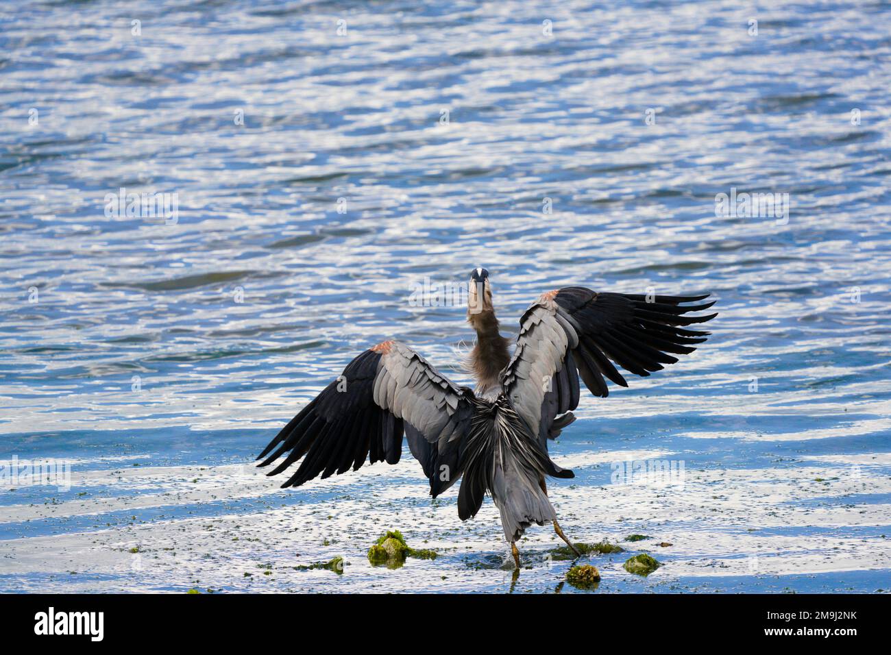 Crane (Gruidae) by the water, Hood Canal, Washington, USA Stock Photo