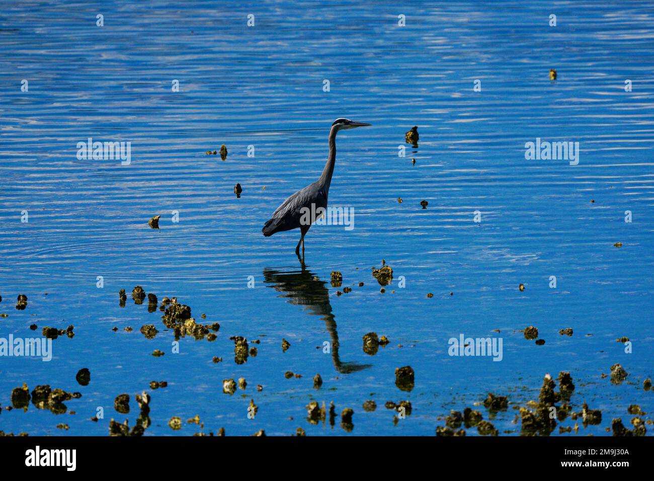 Crane in shallow water, Hood Canal, Washington, USA Stock Photo