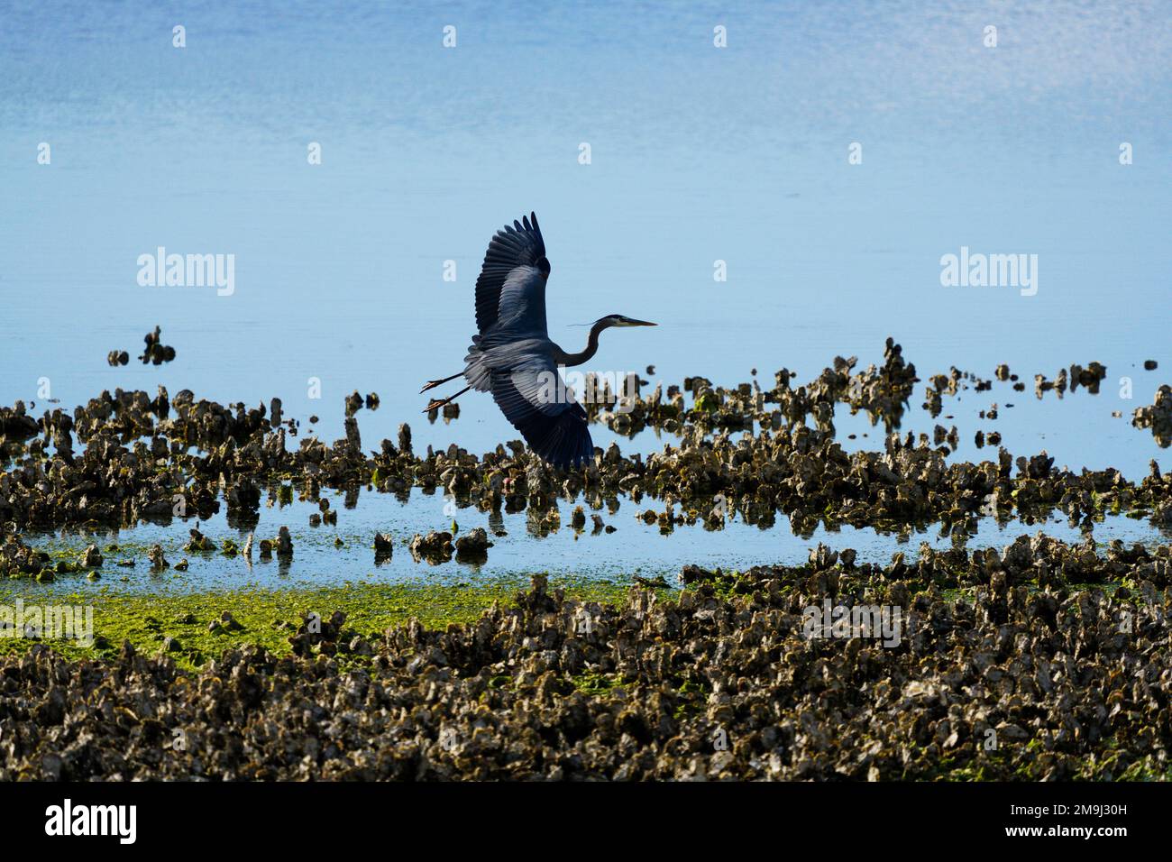 Crane coming in for a landing, Hood Canal, Washington, USA Stock Photo