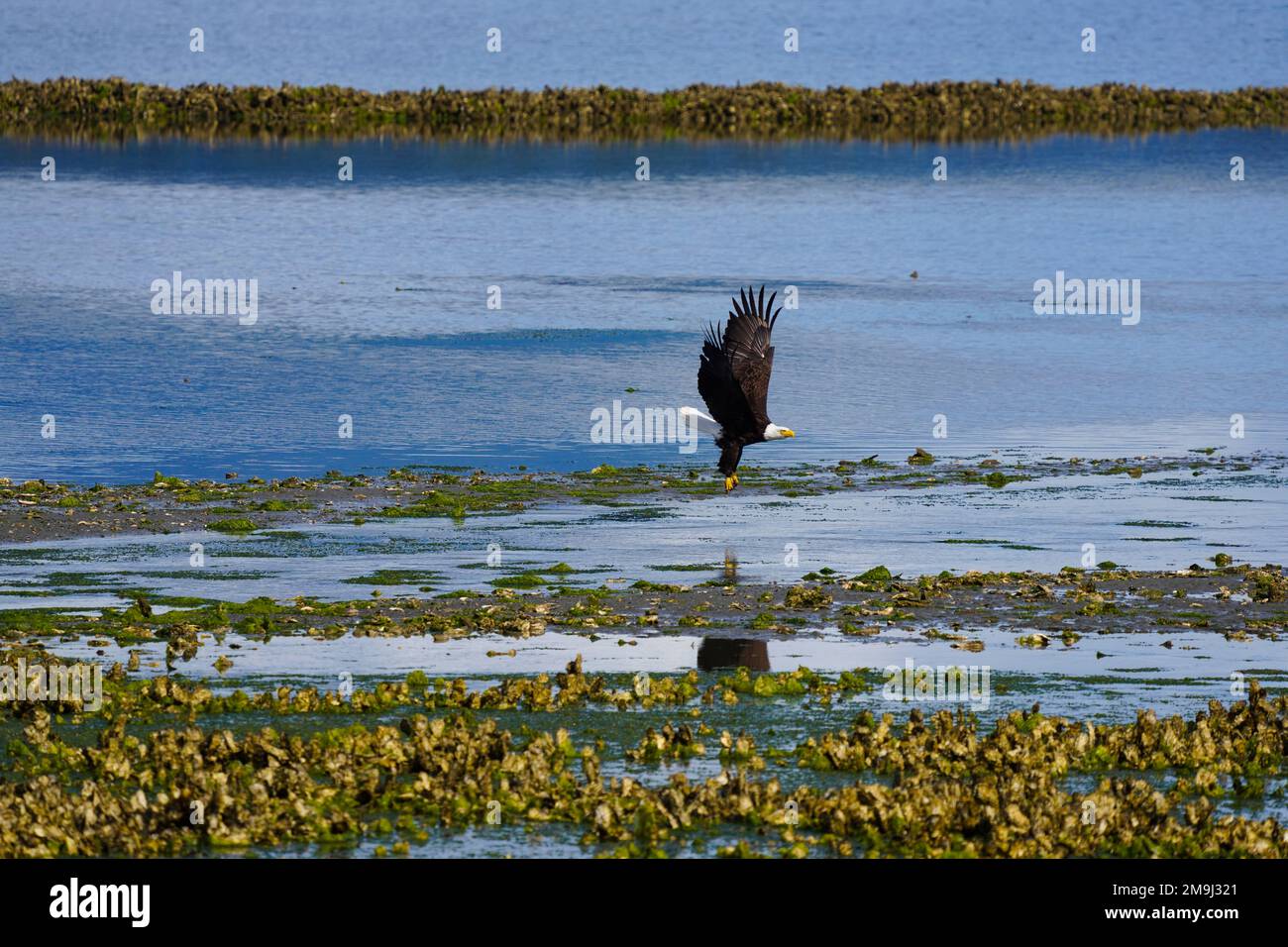 Bald Eagle, Hood Canal, Washington, USA Stock Photo