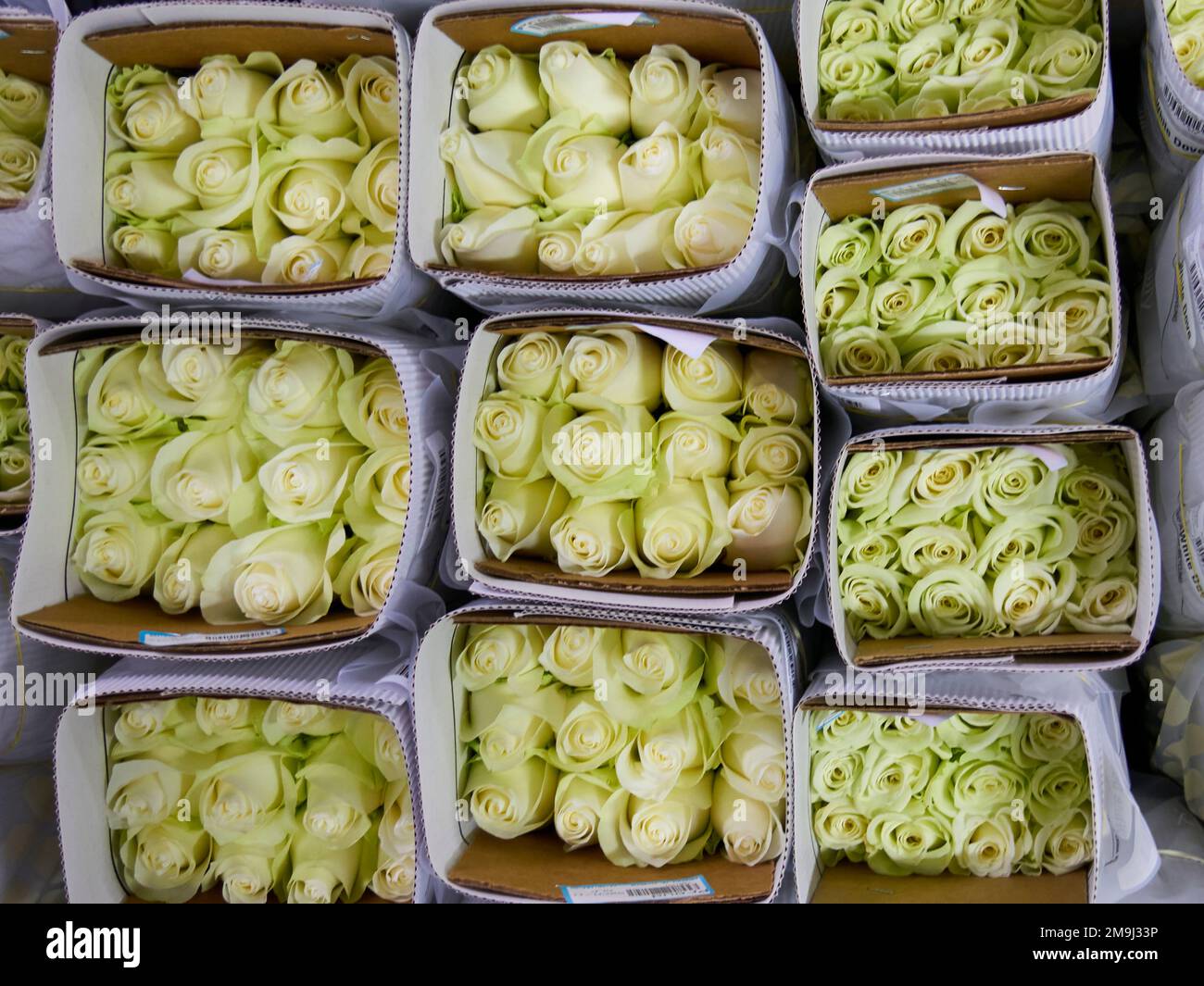 Roses in a special cold room with air conditioning. Refrigerator for