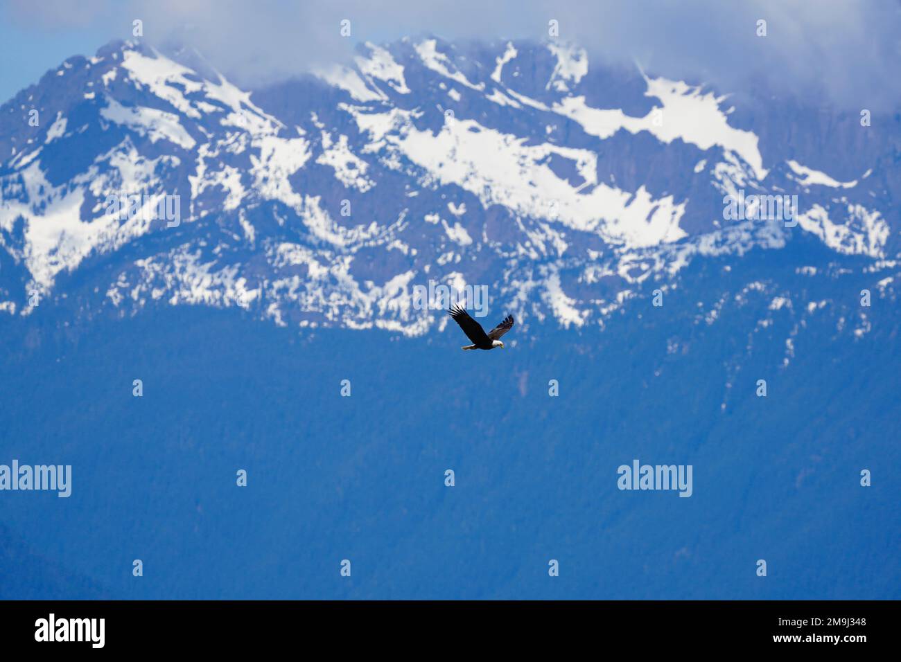 Bald Eagle in flight, Hood Canal, Washington, USA Stock Photo Alamy