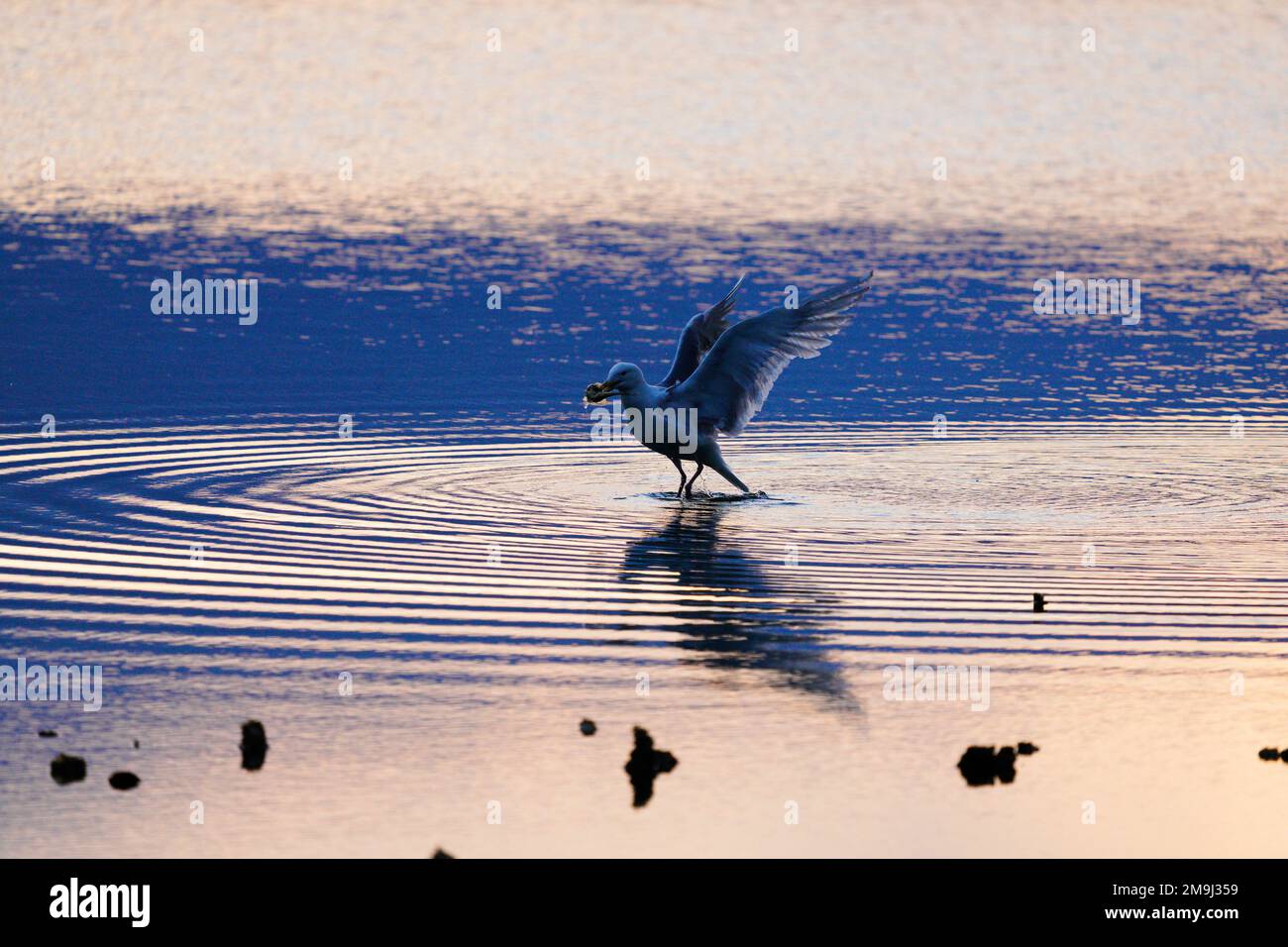Seagull feeding, Hood Canal, Washington, USA Stock Photo