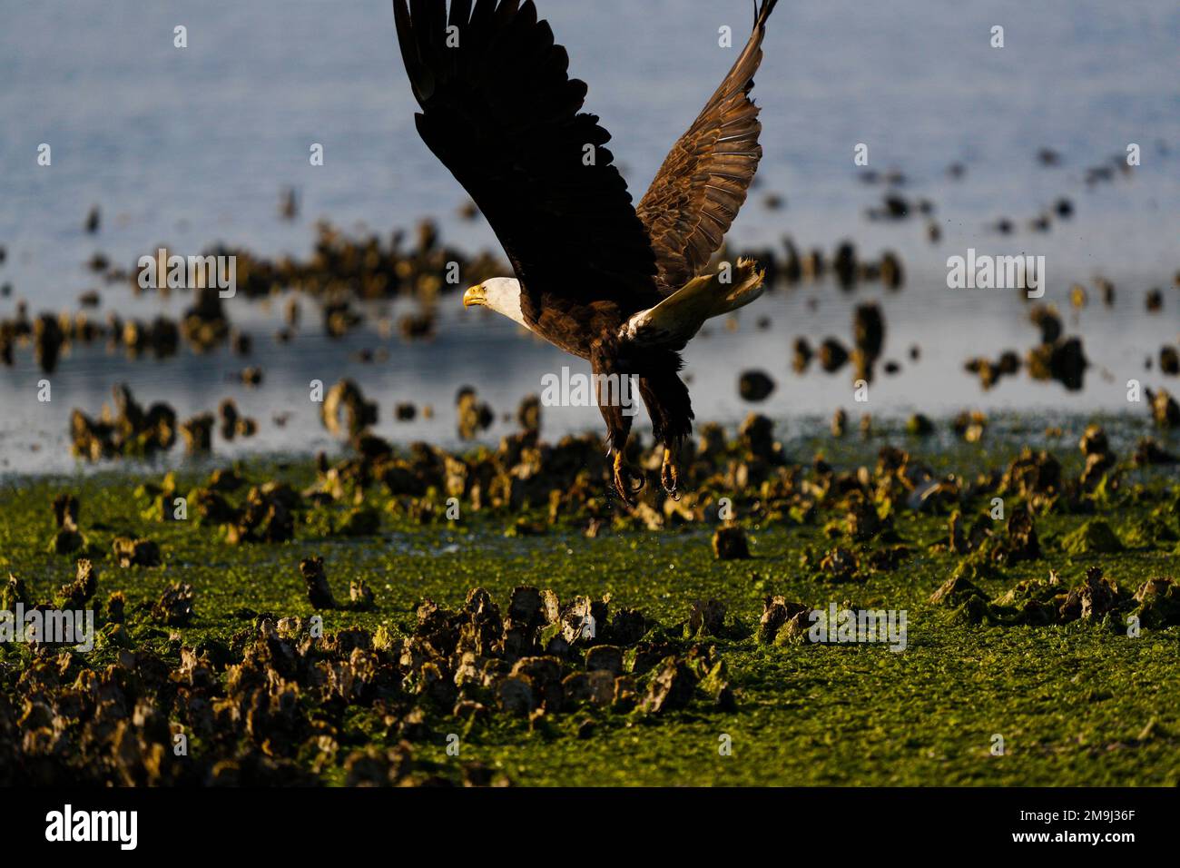 Bald Eagle in flight, Hood Canal, Washington, USA Stock Photo