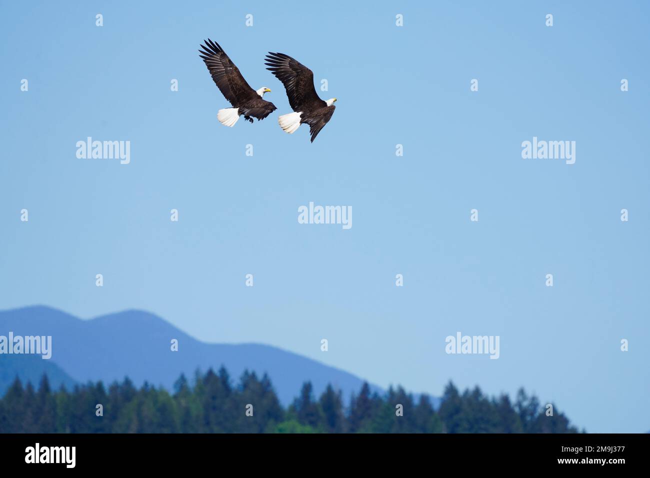 Bald Eagles in flight, Hood Canal, Washington, USA Stock Photo