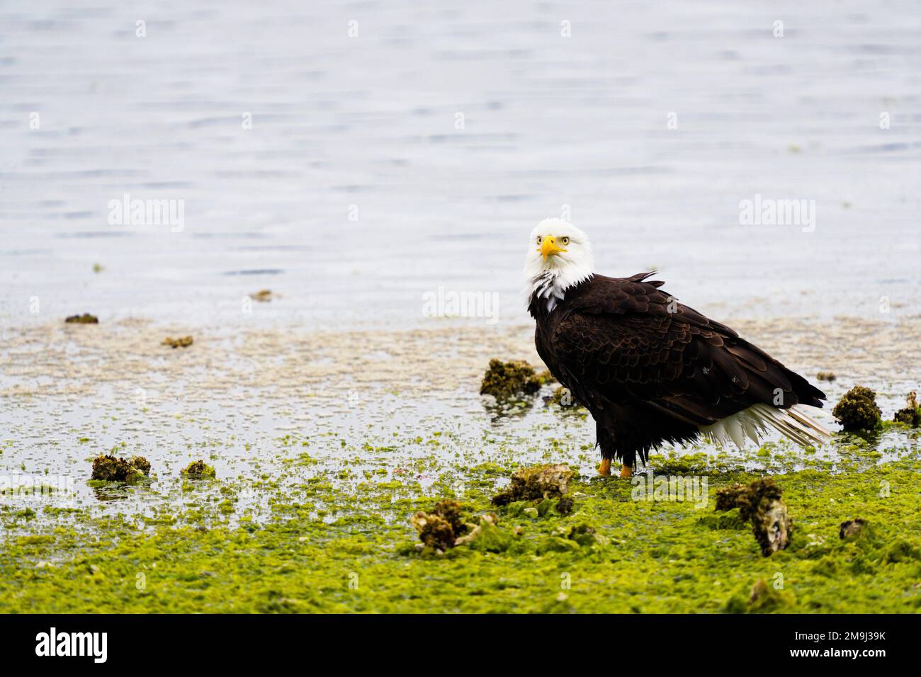 Bald Eagle, Hood Canal, Washington, USA Stock Photo