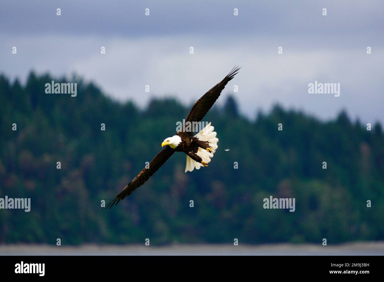 Bald Eagle, Hood Canal, Washington, USA Stock Photo