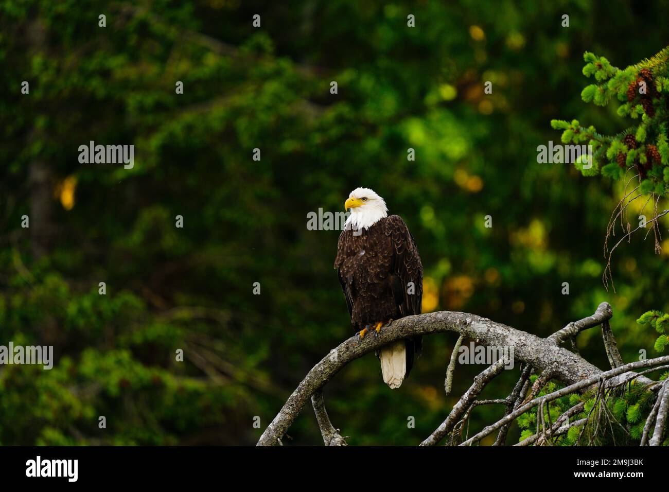 Bald Eagle, Hood Canal, Washington, USA Stock Photo