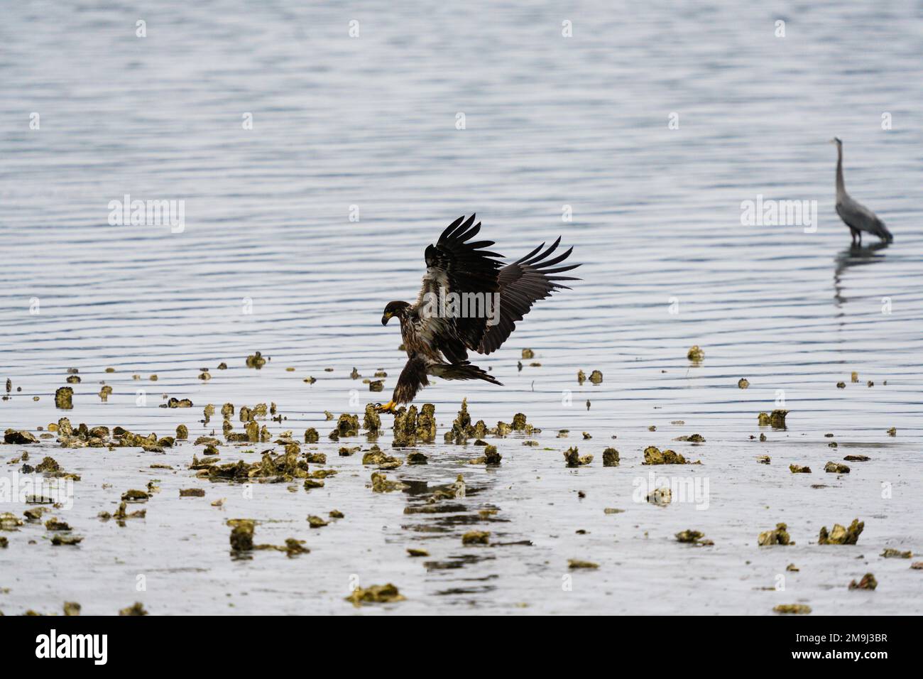 Young eagle and Crane, Hood Canal, Washington, USA Stock Photo