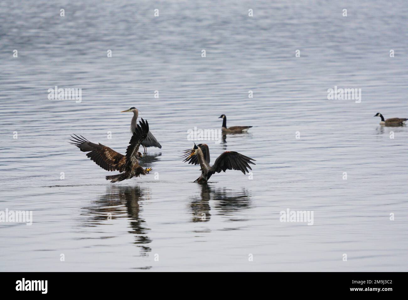 Geese, Crane and Eagle, Hood Canal, Washington, USA Stock Photo