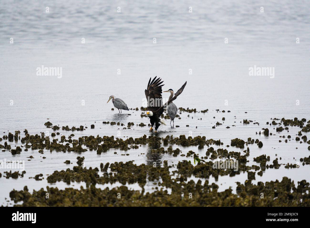 Bald Eagle and cranes, Hood Canal, Washington, USA Stock Photo