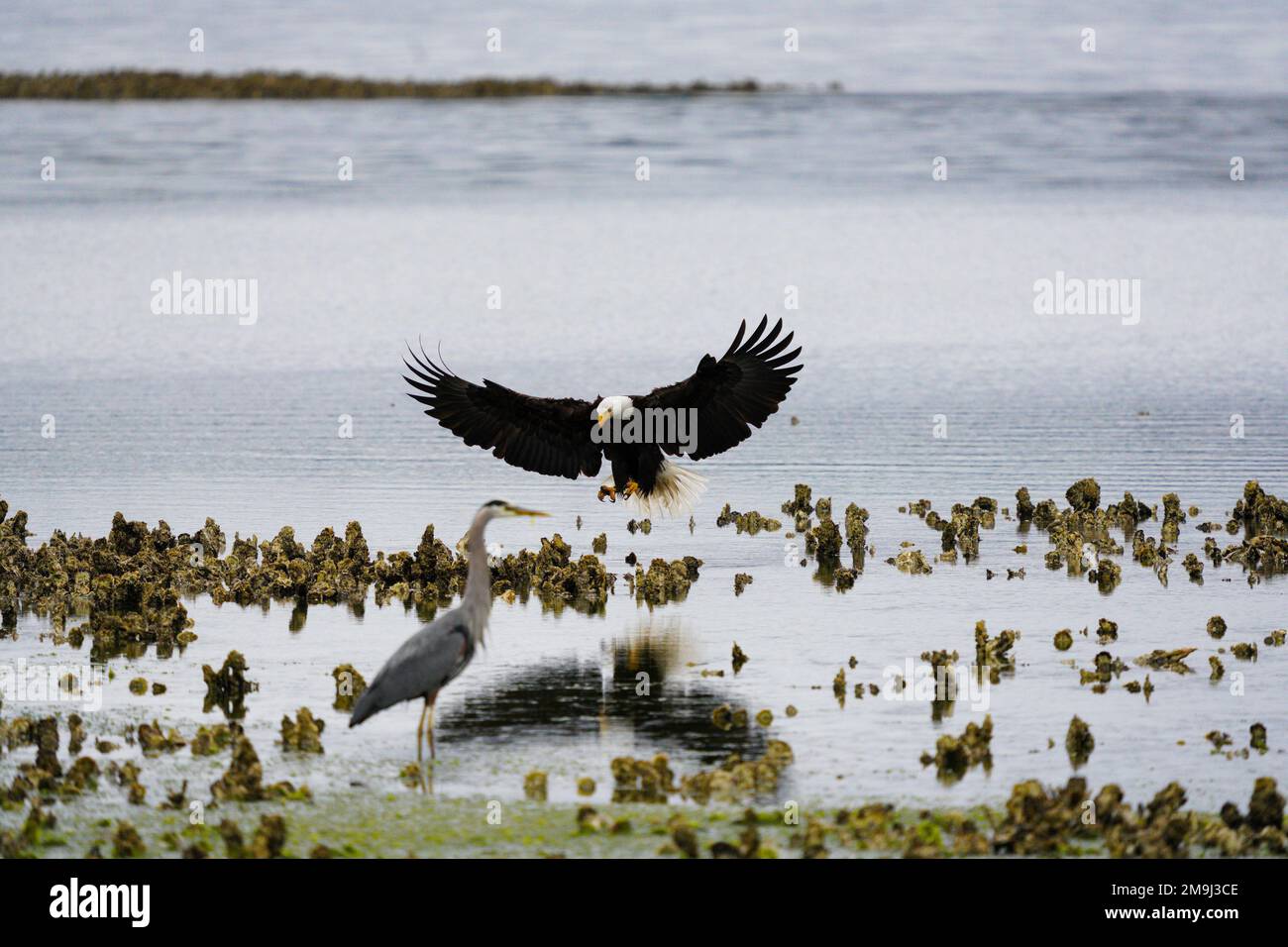 Bald Eagle and Crane, Hood Canal, Washington, USA Stock Photo