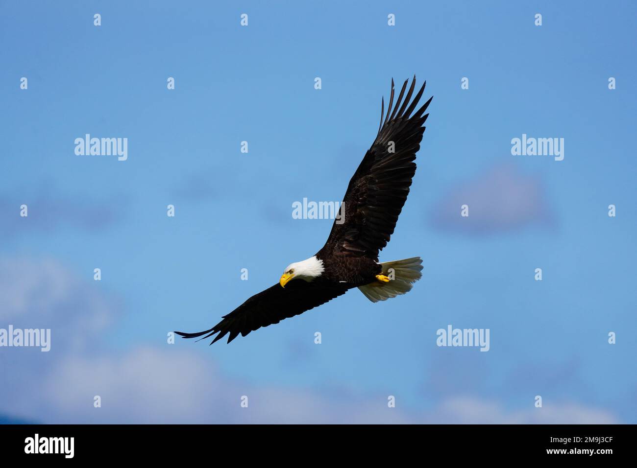 Bald Eagle in flight, Hood Canal, Washington, USA Stock Photo