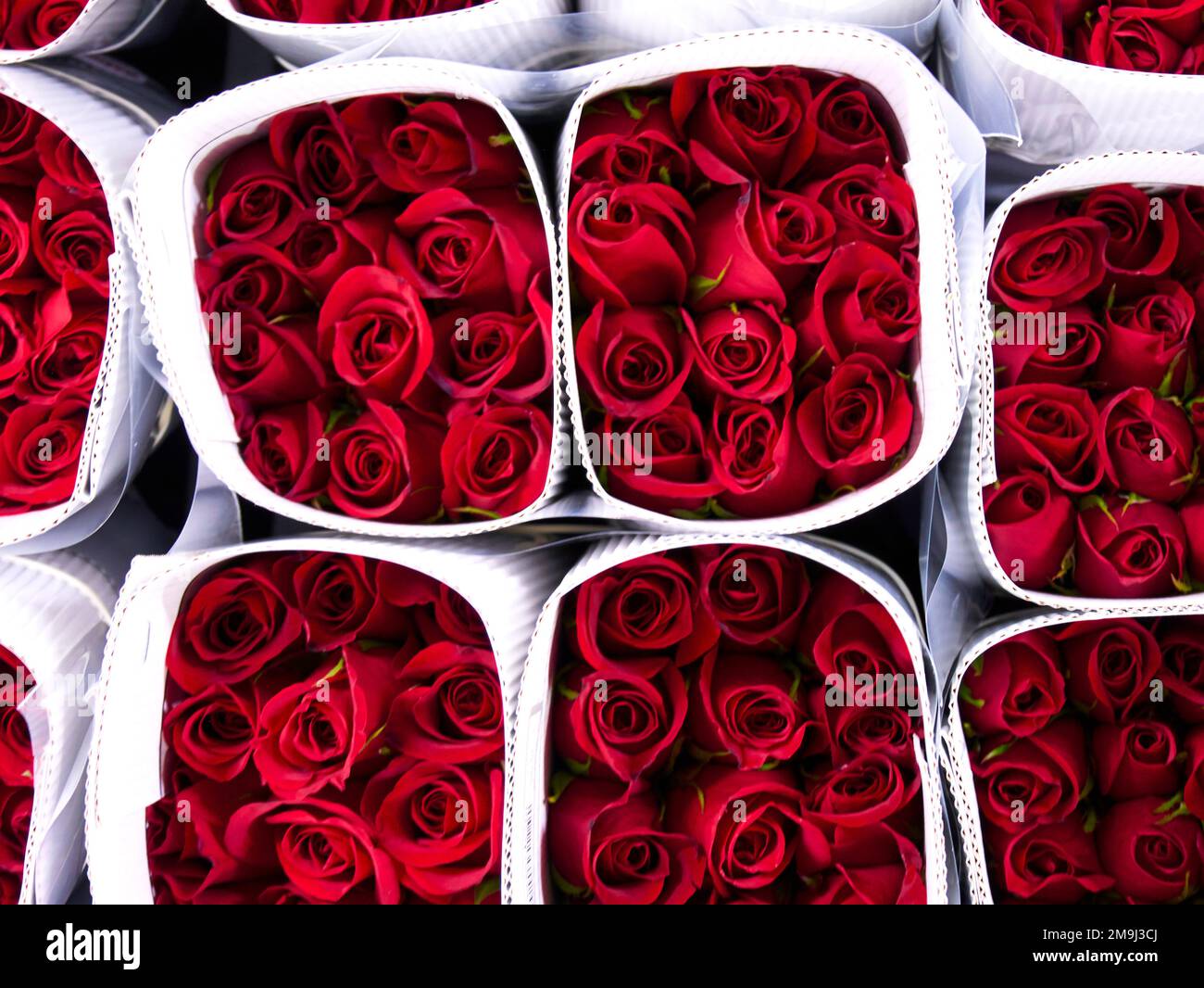 Roses in a special cold room with air conditioning. Refrigerator for