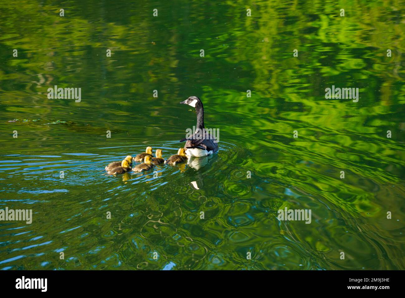 Canada goose and Goslings , Hood Canal, Washington, USA Stock Photo