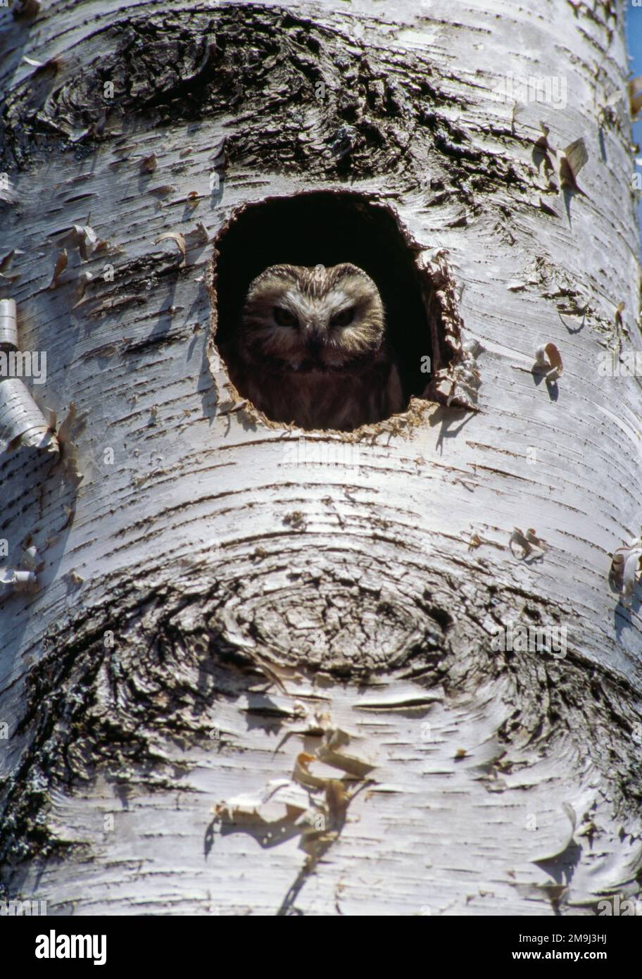 Northern saw-whet owl (Aegolius acadicus) in woodpecker nesting site Stock Photo