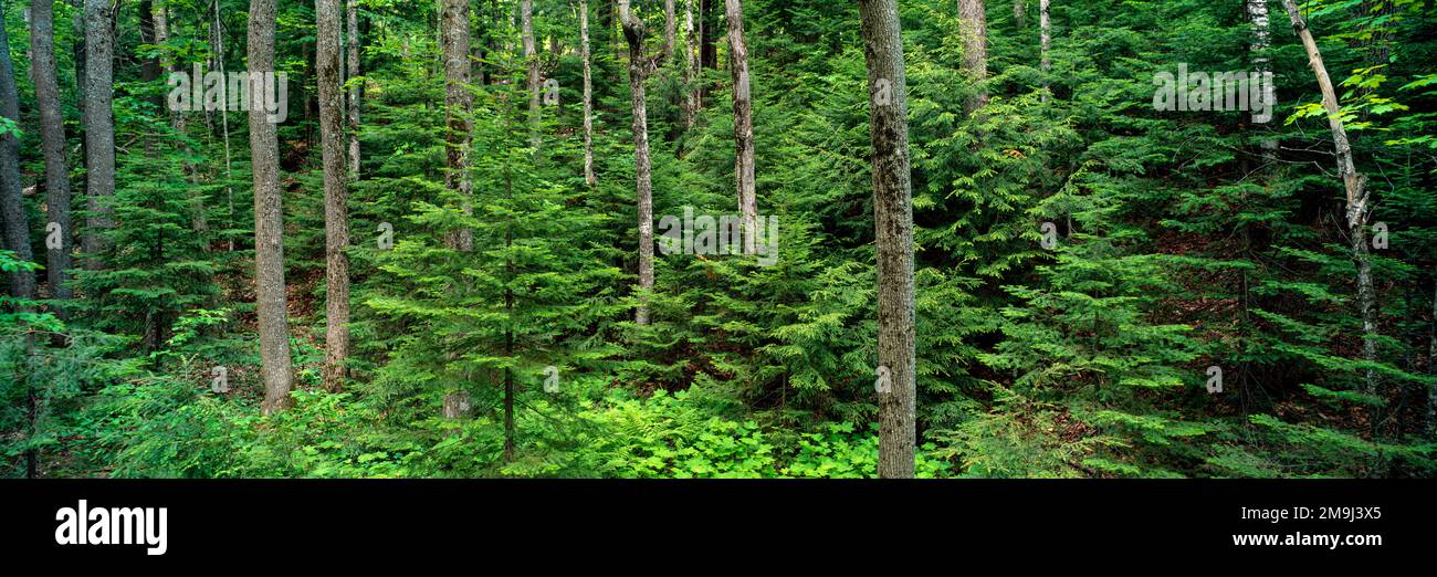 Balsam fir (Abies balsamea) and hardwood trees in forest Stock Photo