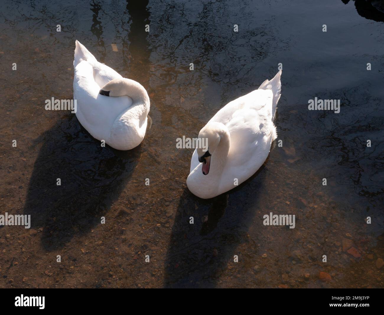 Two mute swans Cygnus olor in a small stream in a public park in Redcar Stock Photo