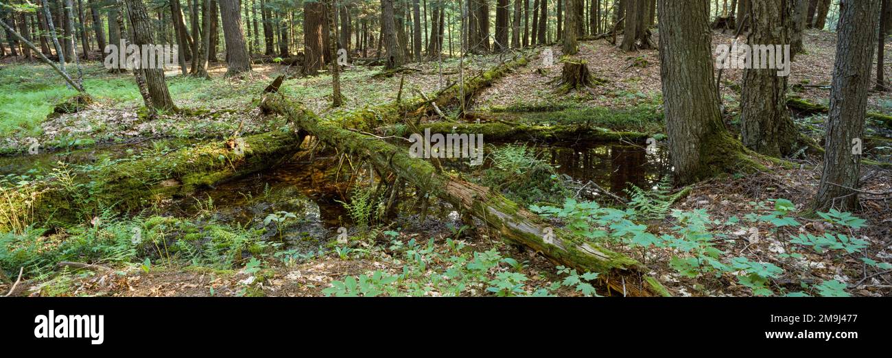Decaying fallen tree in forest Stock Photo