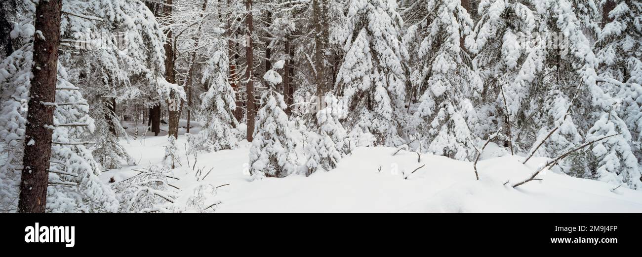 Evergreen trees covered in snow in forest Stock Photo