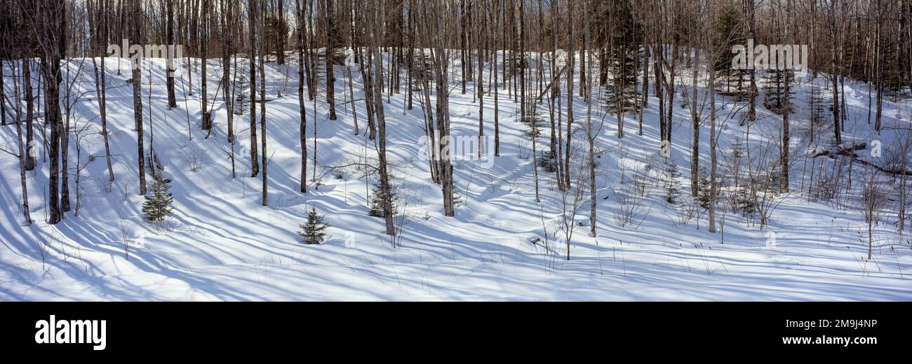 Shadows of trees on snow in forest Stock Photo - Alamy