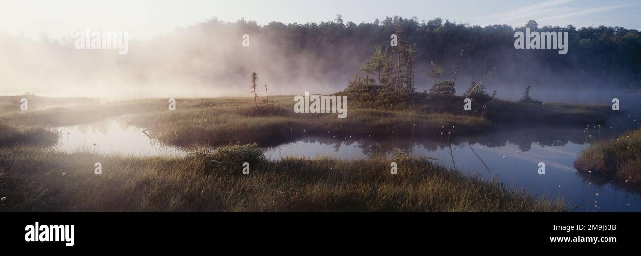 Landscape with bog in fog at sunrise Stock Photo