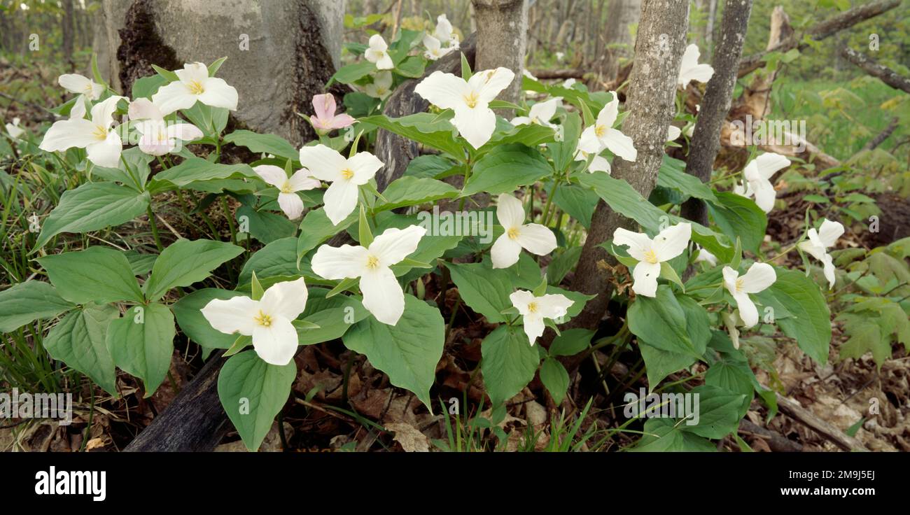 White Trillium flowers in forest Stock Photo