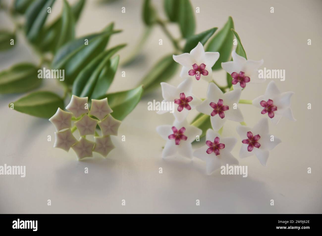Hoya bella bloom, white and pink flower, with a bud, on a green vine. Close up on a white background. Stock Photo