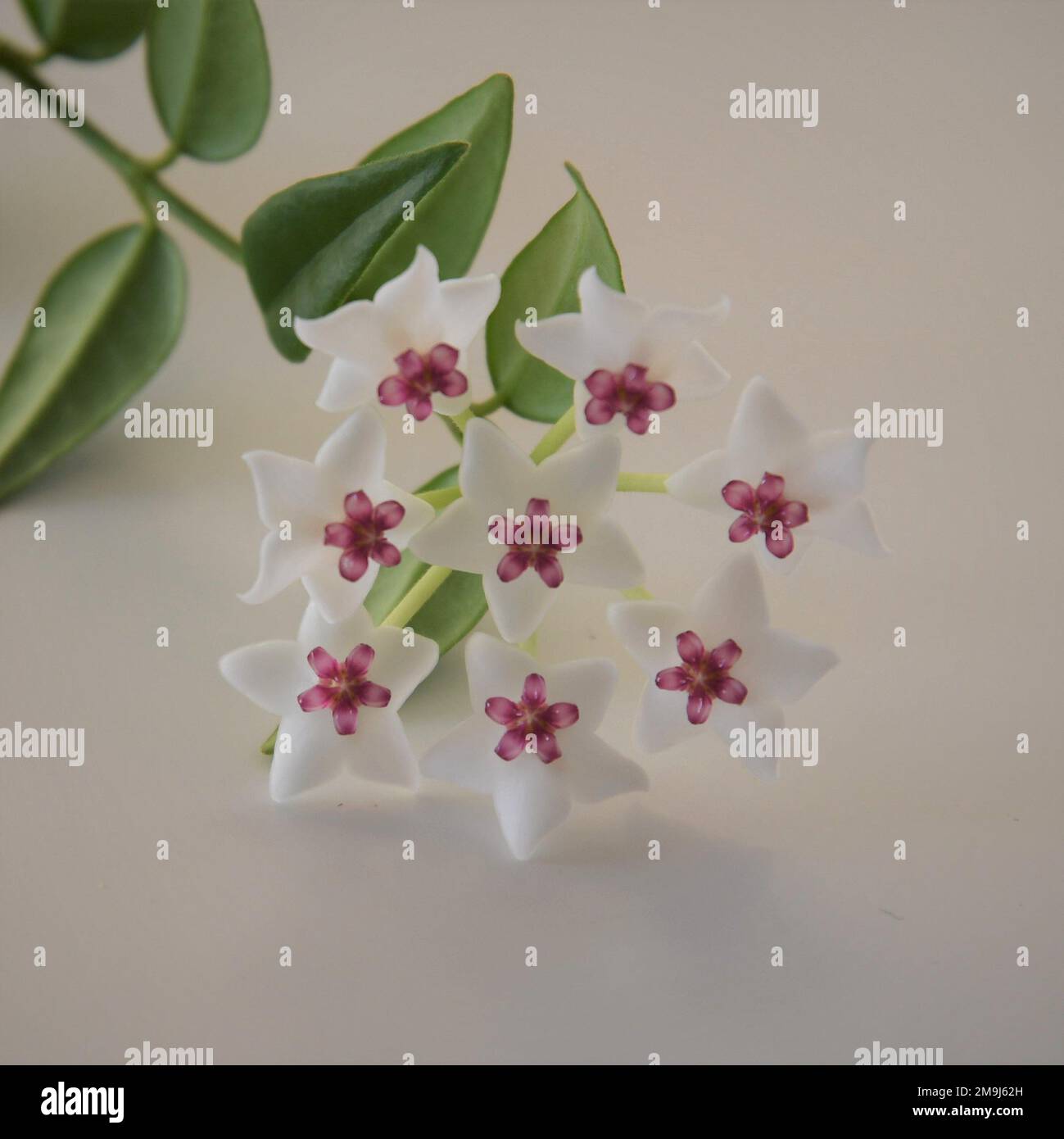 Hoya bella bloom, white and pink purple flower on a green vine. Close up on a white background. Stock Photo
