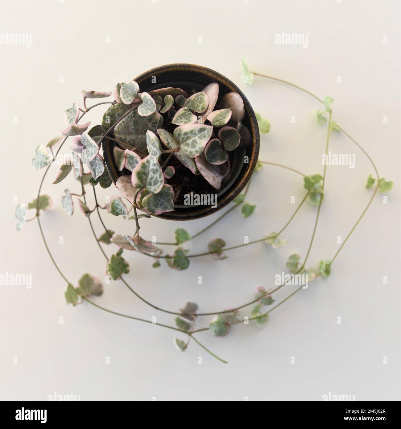 Variegated string of hearts houseplant (Ceropagia woodii variegata), in