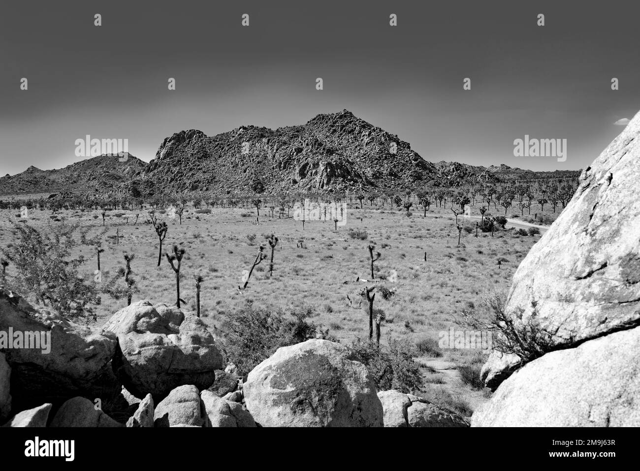 Joshua trees with rocks in Joshua tree national park under blue sky