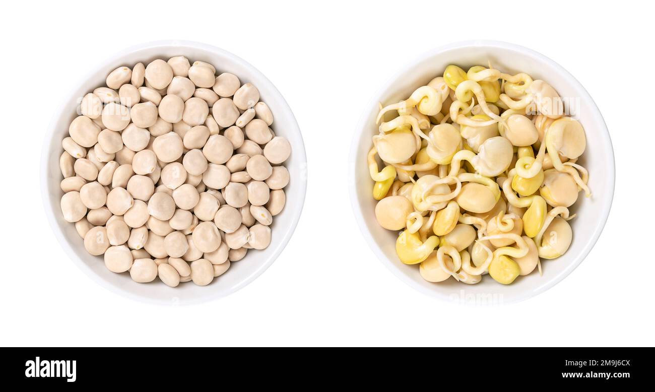 Dried sweet lupin beans and fresh sprouts, in white bowls. Lupinus albus, known as field lupine or white lupine, with low content of antinutrients. Stock Photo