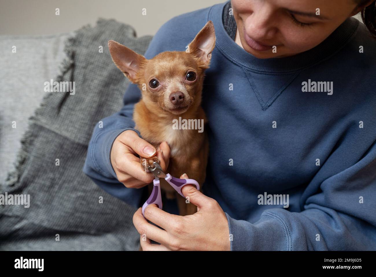 Pets manicure at home woman cutting her dog nails with nail clipper
