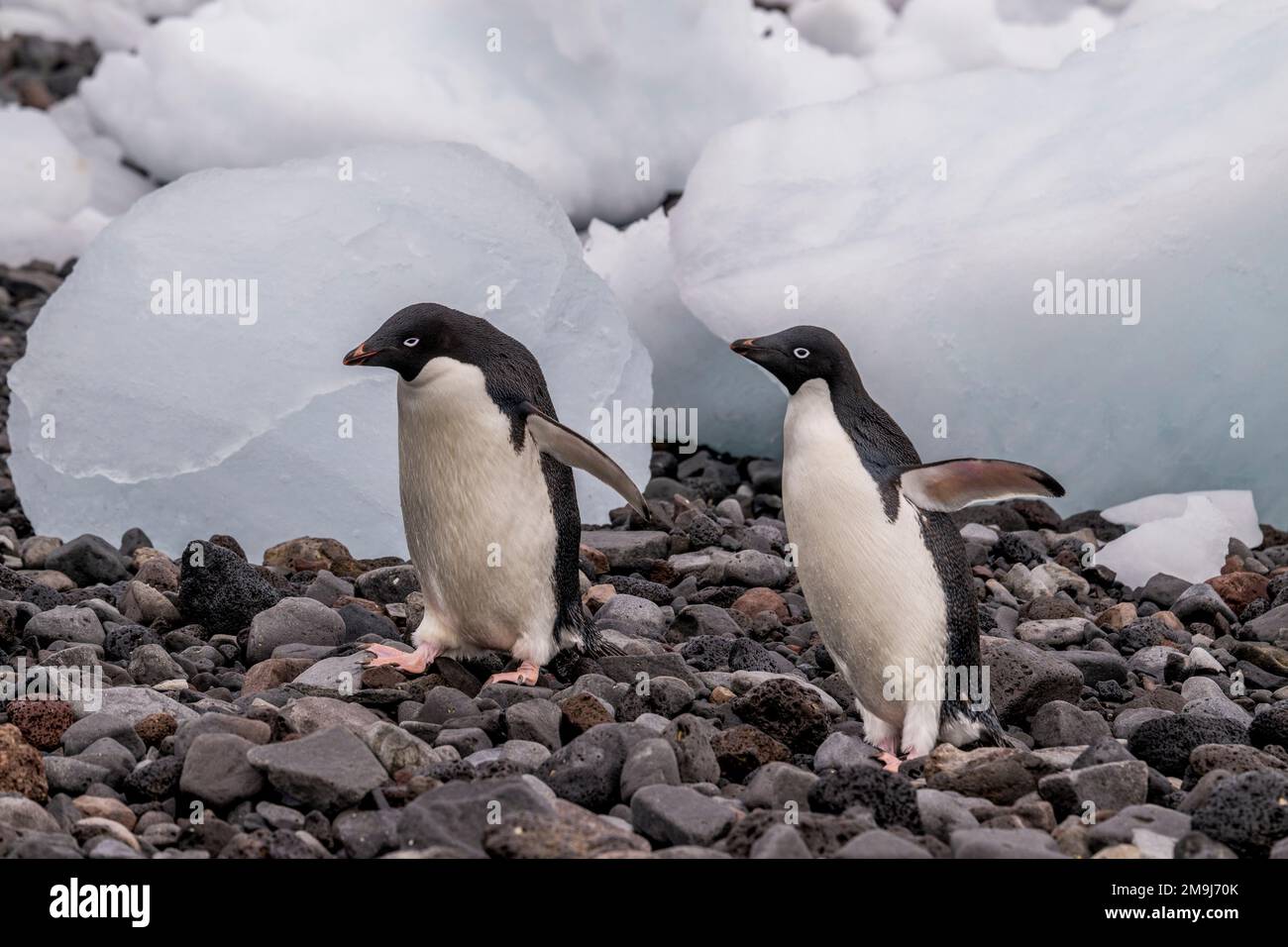 Adelie penguins (Pygoscelis adeliae) walking amongst ice pebbles on the ...