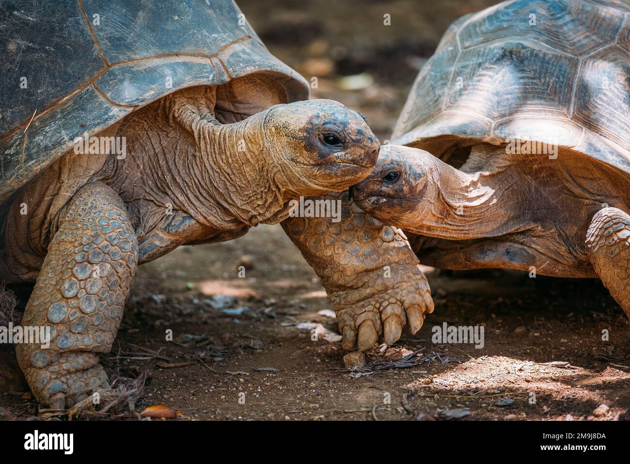 Couple of Aldabra giant tortoises endemic species one of the largest