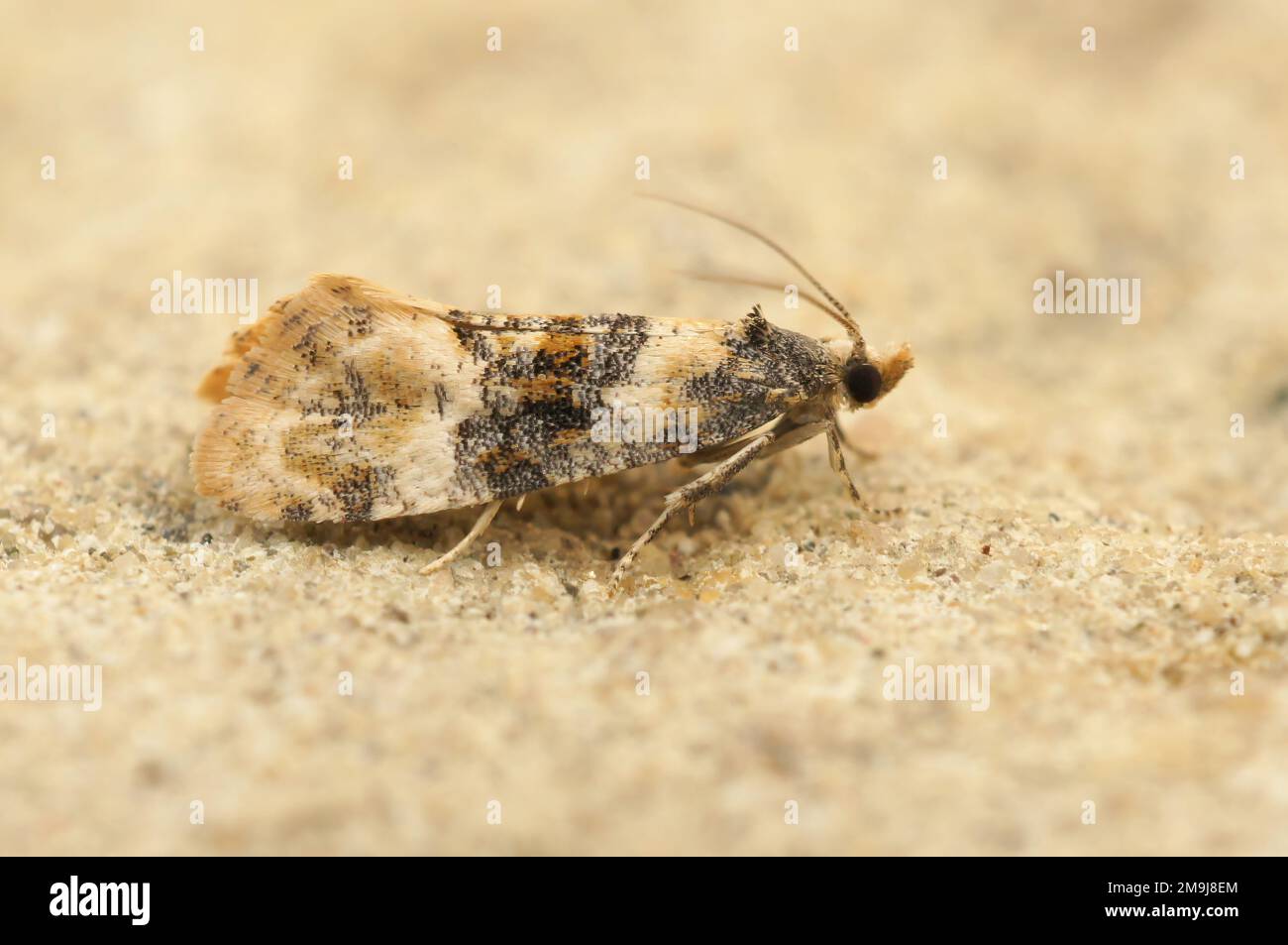 Detailed closeup on the small Cochylis nana tortricid leafrolled moth , Cochylis nana, a plant parasite Stock Photo