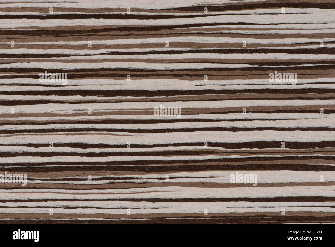 Texture of natural wood with horizontal black and white stripes. Zebra