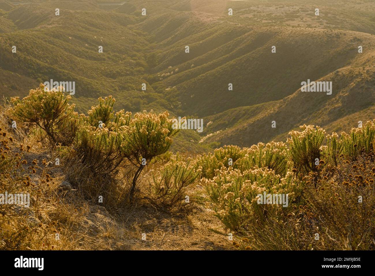 Valley and rubber rabbitbrush plant in the afternoon golden sun light. Stock Photo