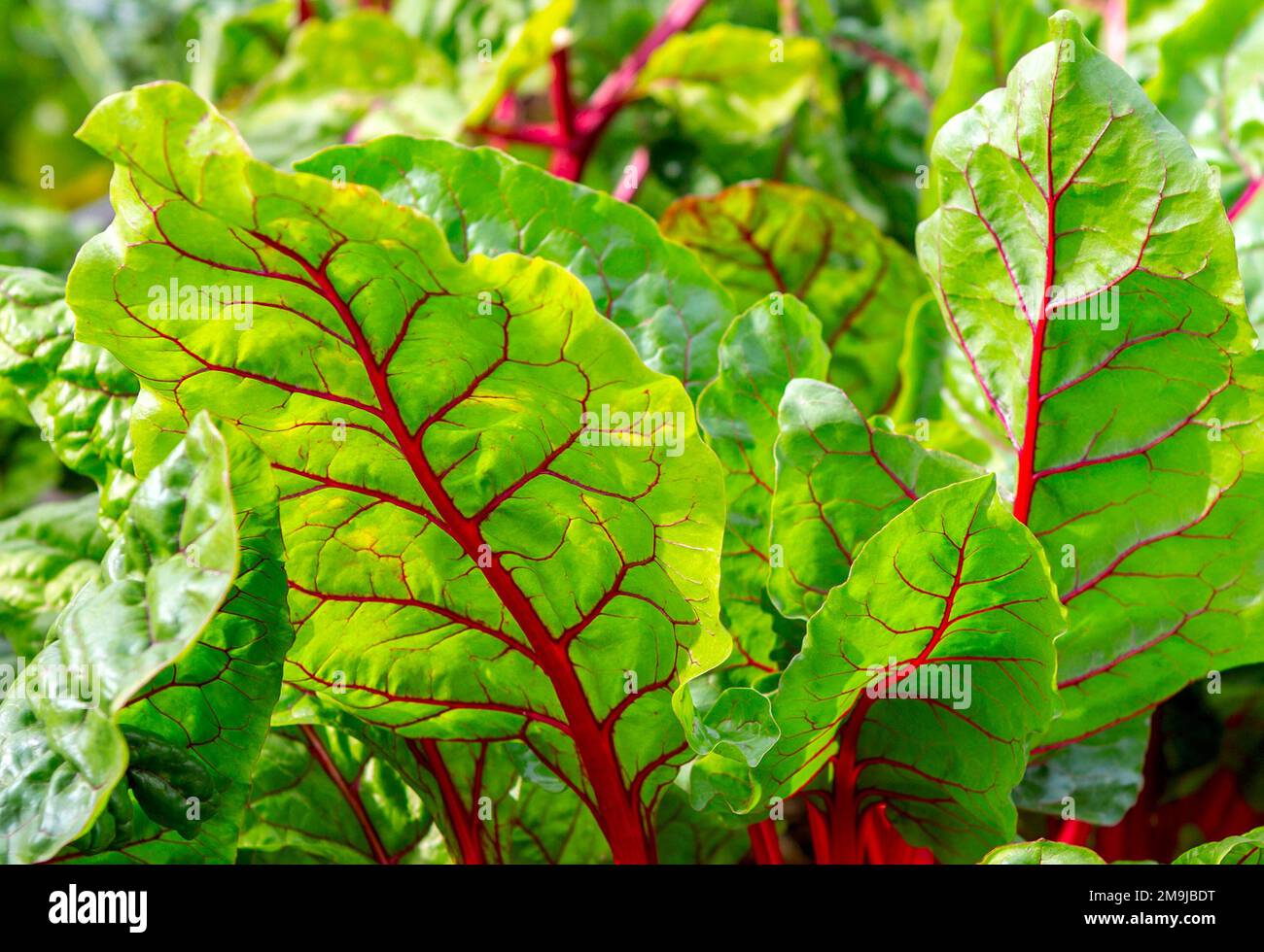 Beet leaf. Green Nature Background. Beet leave close up. Growth