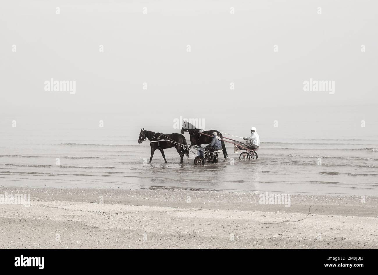 Two horse drivers on sulkies Stock Photo