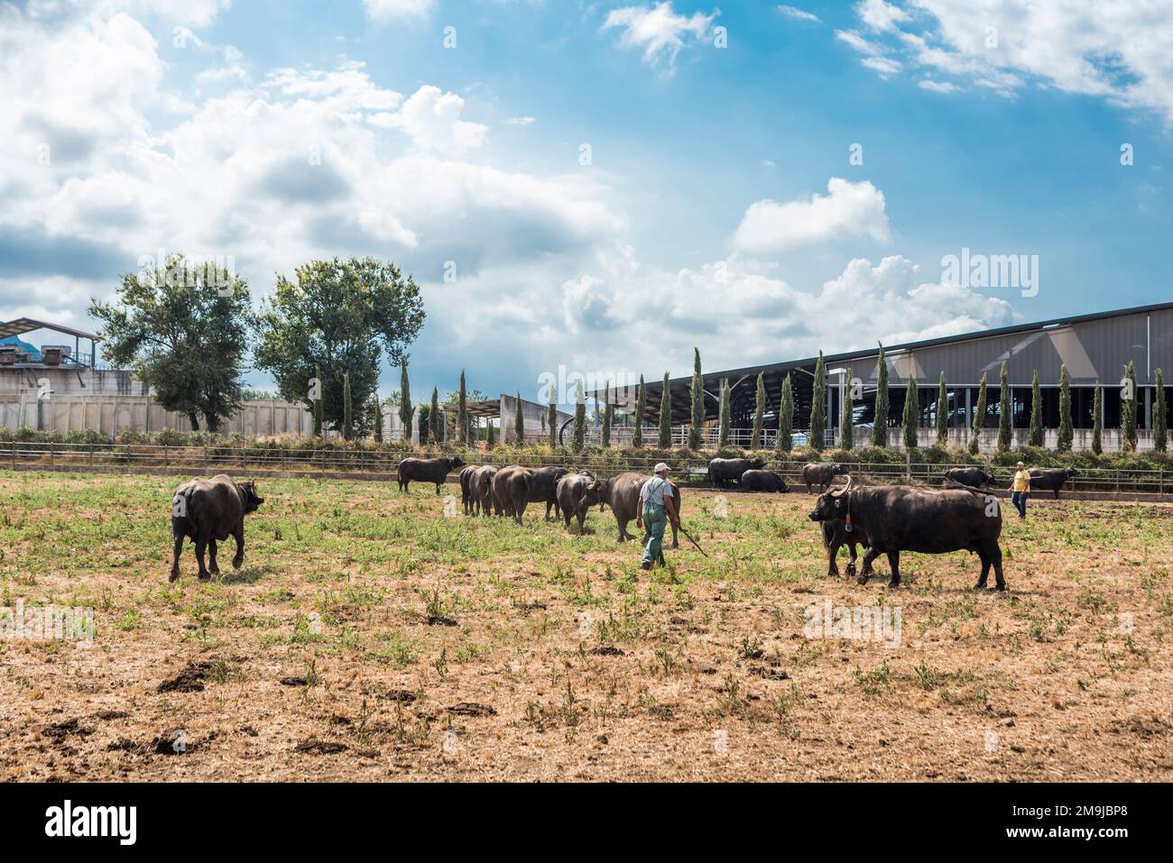 Paestum, Capaccio, Salerno, Italy - August 6, 2016: Farmer herding buffaloes used to produce Organic Mozzarella di Bufala, or Buffalo Mozzarella, Tenu Stock Photo