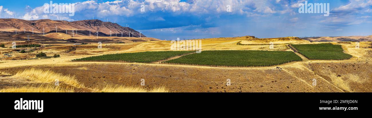 Orchards, vineyards and fields, Columbia River Gorge, Oregon, USA Stock Photo