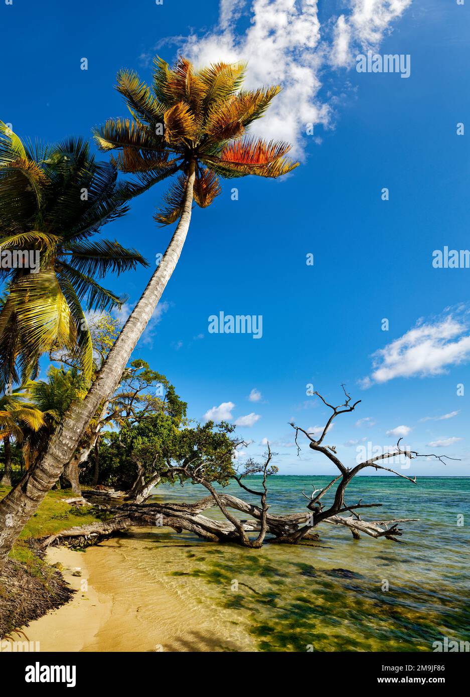 Palm tree on beach, Grand Bourg Beach, Marie-Galante, Guadeloupe ...