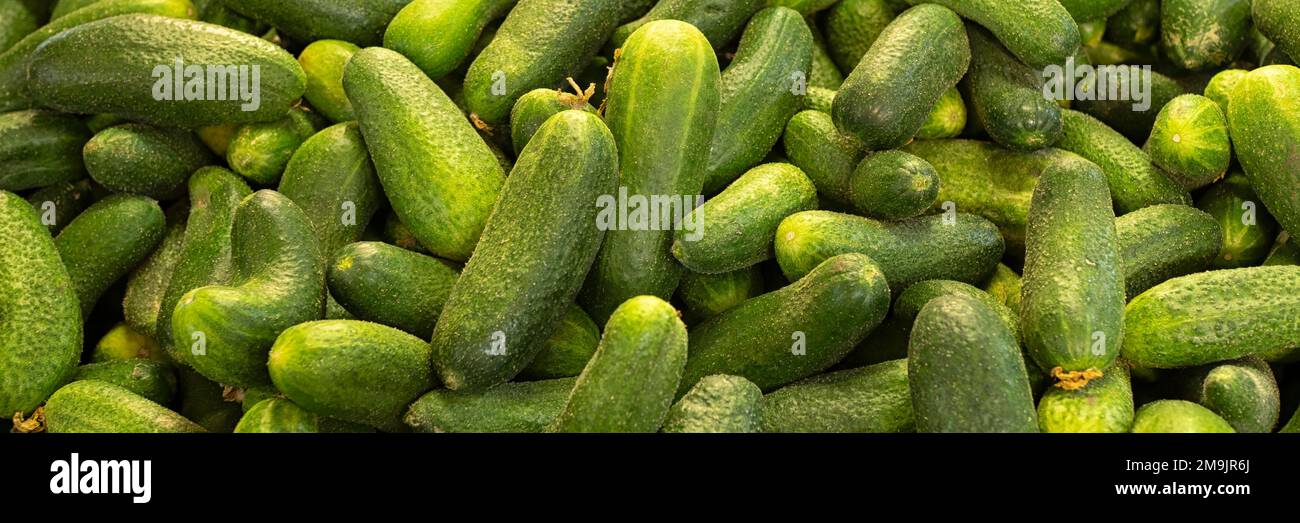 Panorama of fresh gherkins on a market stall Stock Photo