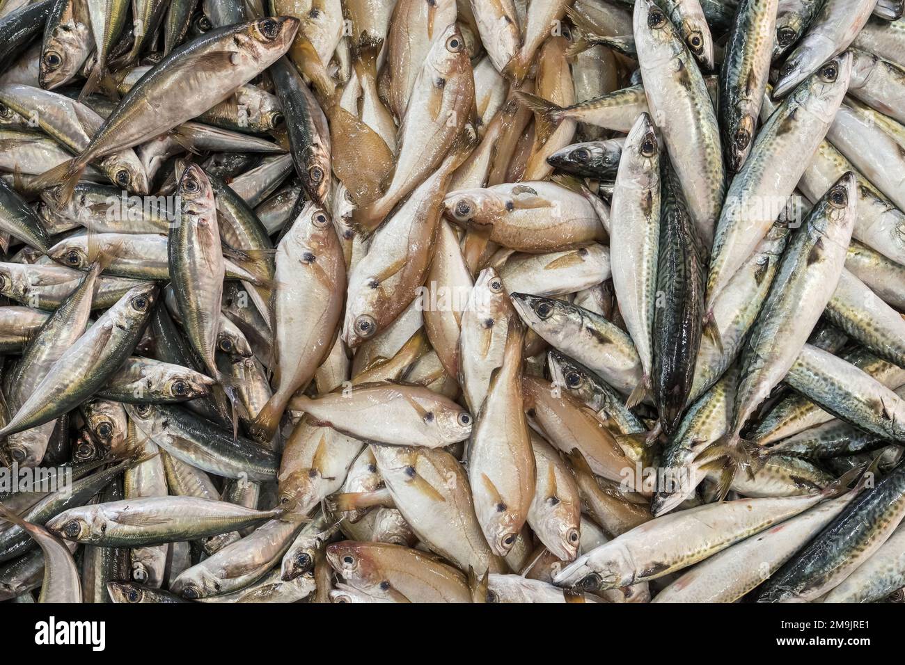 Raw fresh sea fish on a market counter. Stock Photo
