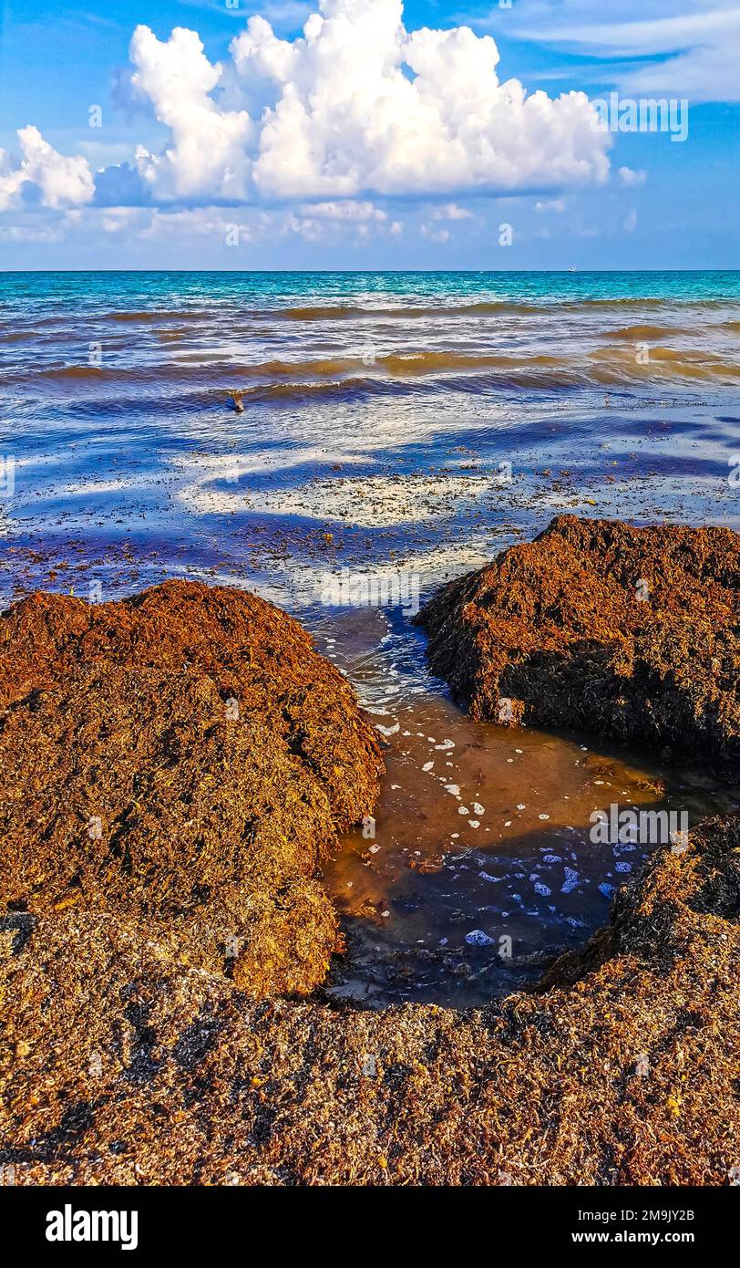 The beautiful Caribbean beach totally filthy and dirty the nasty ...