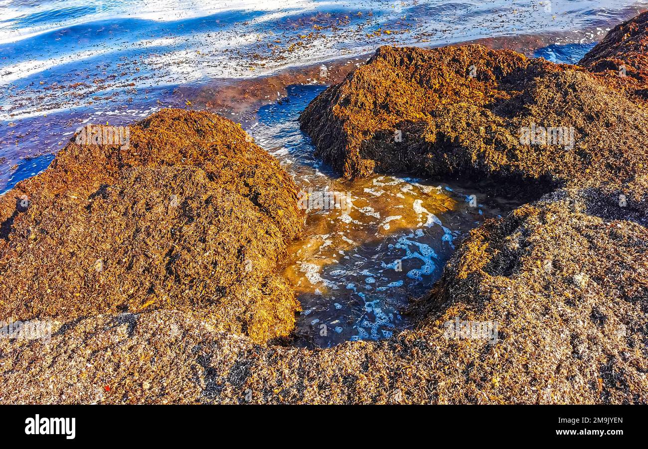 The beautiful Caribbean beach totally filthy and dirty the nasty ...